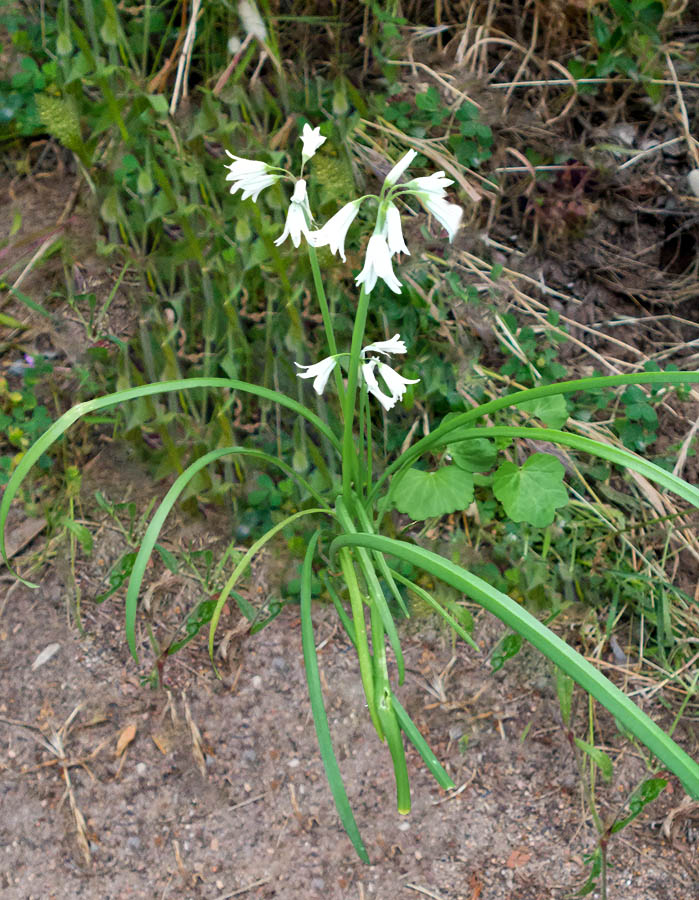 Allium triquetrum  (Amaryllidaceae)